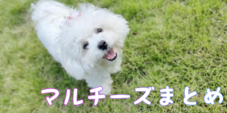 小型犬といえばマルチーズ！